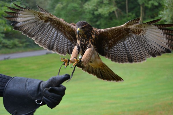Falconer holding a trained bird of prey during an outdoor falconry demonstration.