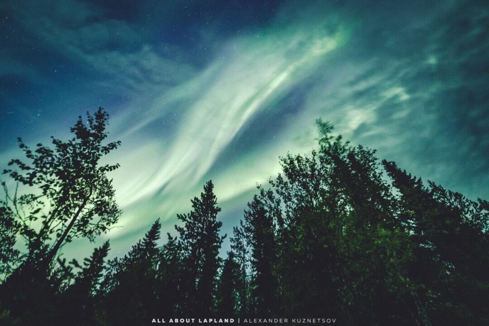 Green aurora borealis stretching across a night sky above a silhouette of tall forest trees